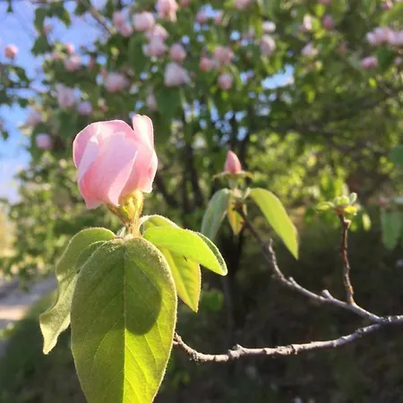 Feriehus La Cerise Qui Rit