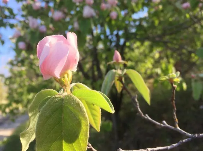 Nyaraló La Cerise Qui Rit